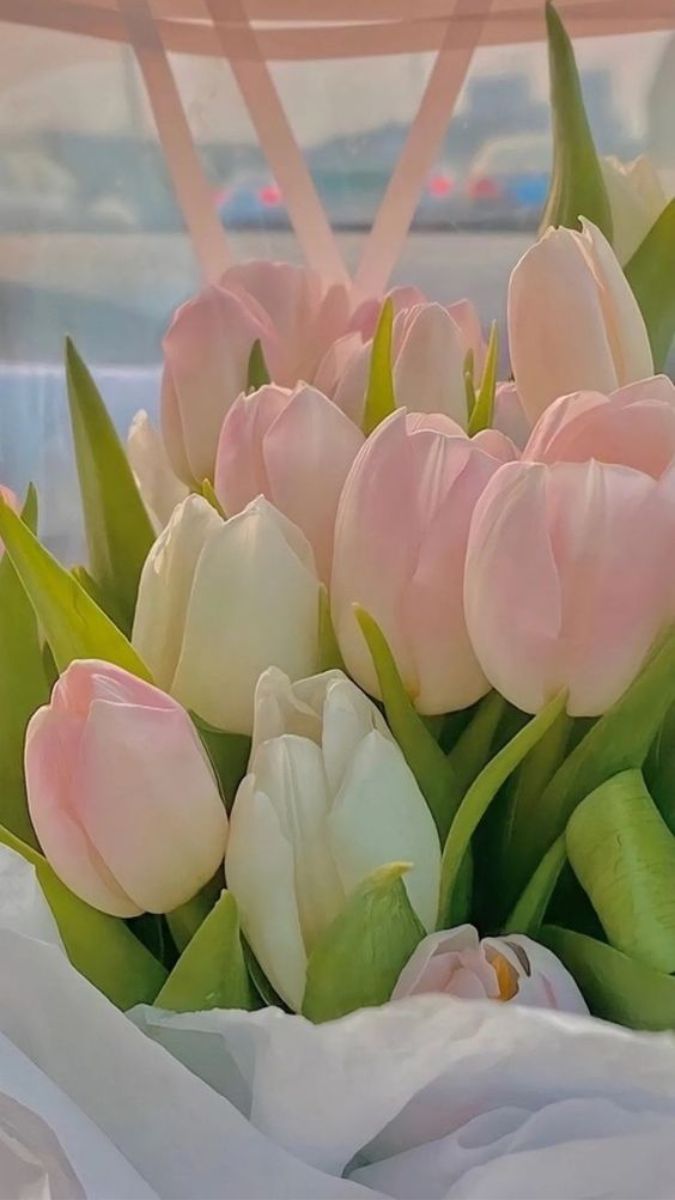 Hình nền hoa Tulip cho điện thoại đẹp nhất 1