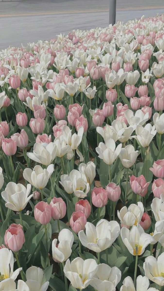 Hình nền hoa Tulip cho điện thoại đẹp nhất 4