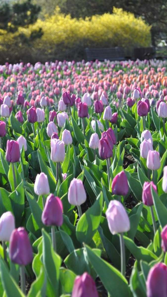 Hình nền hoa Tulip cho điện thoại đẹp nhất 8