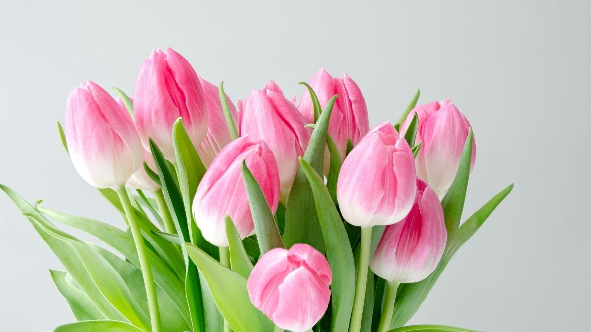 Hình nền máy tính hoa Tulip đẹp nhất 2