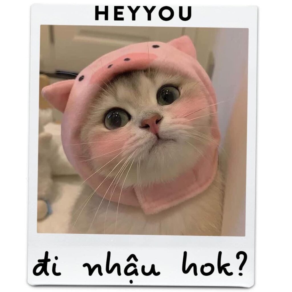 Meme mèo dễ thương 3