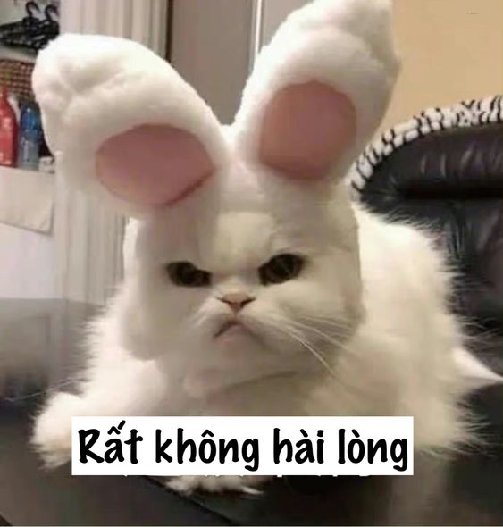 Meme mèo giận dỗi 3