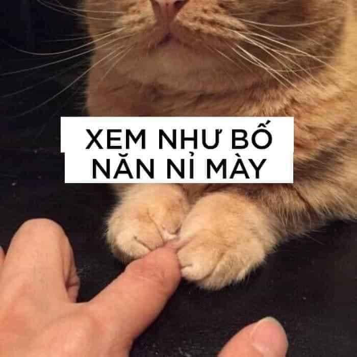 Meme mèo xin lỗi 2